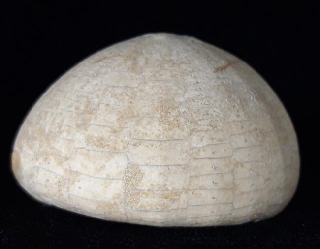 Echinocorys humilis LAMBERT 1903 - Bild © FossNet FossilienStore